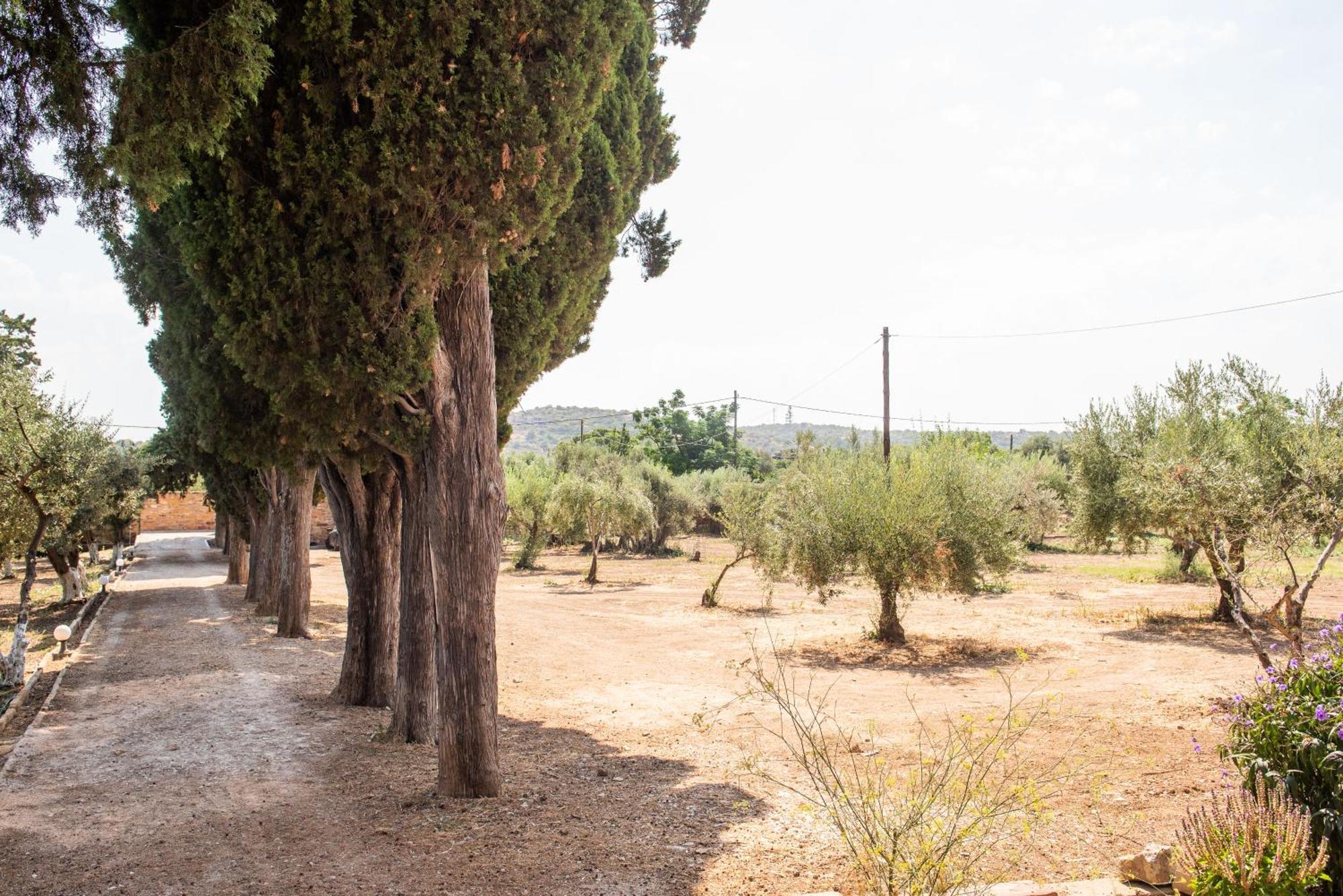 Calvocoressi Estate Chios Town Exterior photo