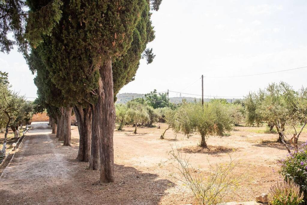 Calvocoressi Estate Chios Town Exterior photo